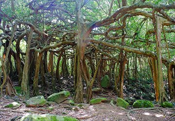 找茶 還有少年Pi的奇幻白榕園