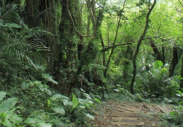 白榕步道